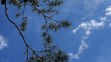 空　松