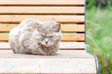 gray fluffy cat quietly sits on a bench in the park