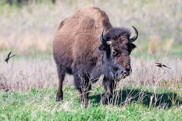 A close portrait of American Bison during spring time	