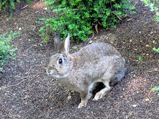 lapin