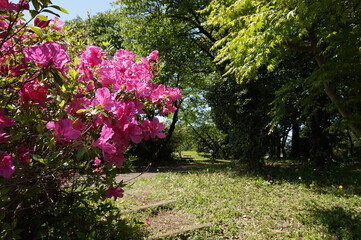 新緑と鮮やかなツツジ