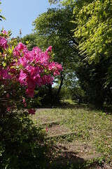 新緑と鮮やかなツツジ