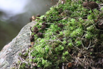 moss on stone