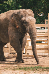 Fototapeta premium Elephant is hot at the zoo, animals caught 