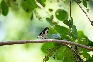 Scarlet - backed Flowerpecker