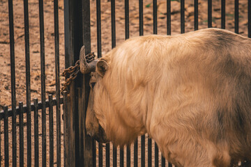 bison scratches its horns on the gate, animals caught in the zoo 