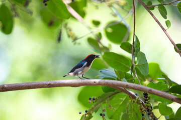 Scarlet - backed Flowerpecker