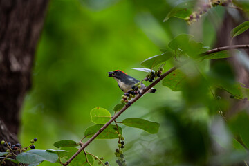 Scarlet - backed Flowerpecker