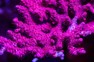 Fototapeta premium Beautiful coral in reef aquarium tank. Macro shot. Selective focus.