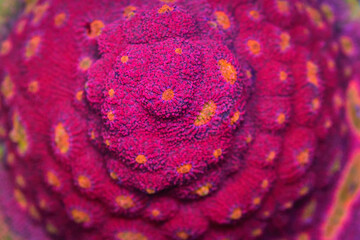 Beautiful coral in reef aquarium tank. Macro shot. Selective focus.