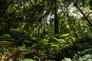 Fototapeta premium Abundance tropical forest tree with green leaves in the mountain.