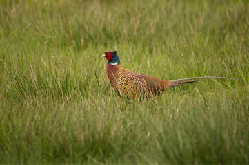 Fasan (Phasianus colchicus)