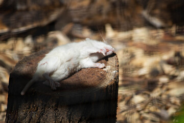 Obraz premium Dead mice, predator lunch, caught animals at the zoo 