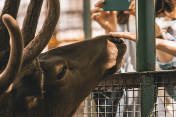 sad look of a deer at the zoo, animals caught 