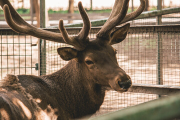 sad look of a deer at the zoo, animals caught 