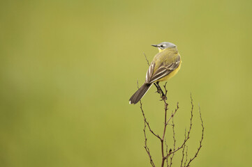 Schafstelze (Motacilla flava flava)