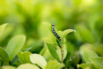 Caterpillars on green leaf. Gardening concept. Horizontal photography with copy space, natural background.