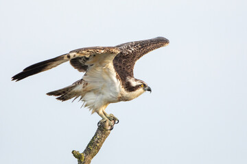 Osprey taking off from a tree branch