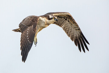 Osprey in flight in natural habitat