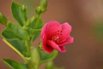 hibiscus flower is look beautiful and it good for health.