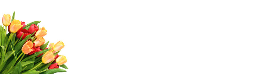 Bouquet of yellow and red tulips isolated on white background, copy space. Spring and summer backdrop. Mother's day, Easter and seasonal holiday. Banner