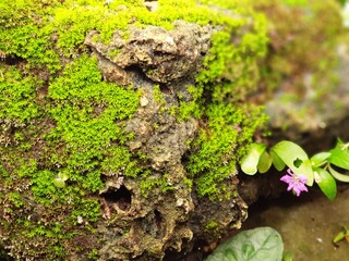 moss on tree trunk
