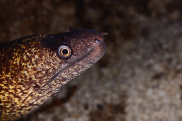 Mediterranean moray (Muraena helena), also known as the Saint Helena moray. Çanakkale Turkey.