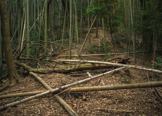 Bamboo forest