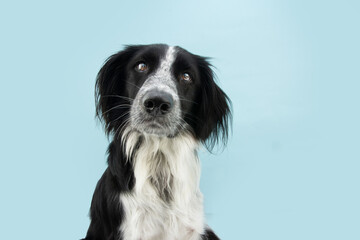 Attentive and listening border collie dog tilting head side. Isolated on blue colored background