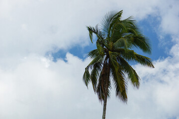 Upper part of coconut palm / palm tree against blue sky with clouds