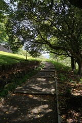 初夏の日差しと新緑