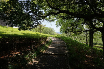 初夏の日差しと新緑