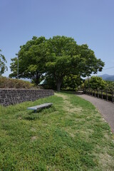 初夏の日差しと新緑