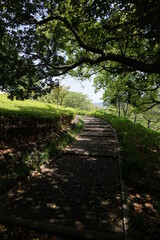 初夏の日差しと新緑と階段