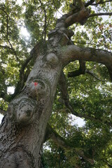 初夏の日差しと新緑