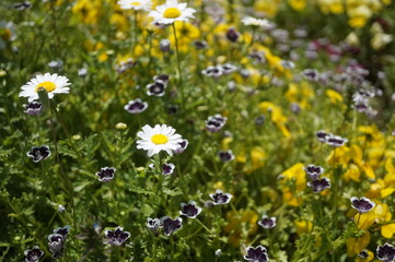 初夏の日差しとカラフルな草花