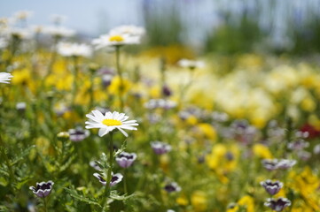 初夏の日差しとカラフルな草花