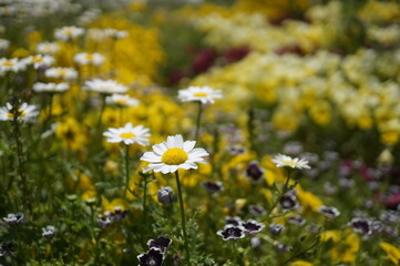 初夏の日差しとカラフルな草花