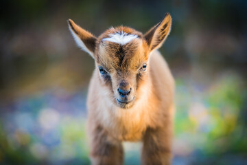 Baby pygmy goat baby; close up of brown kid with soft defocused background