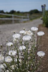 初夏の日差しとカラフルな草花
