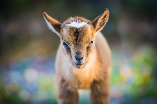 Baby pygmy goat baby; close up of brown kid with soft defocused background