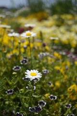 初夏の日差しとカラフルな草花