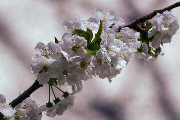 pring cherry blossoms, pink and white flowers.