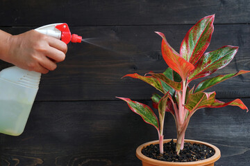 Spraying the indoor plant. Aglaonema Red Lipstick or Chinese Evergreen Plant or Aglaonema Siam...