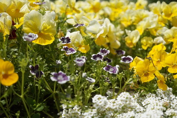 初夏の日差しとカラフルな草花