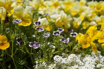 初夏の日差しとカラフルな草花
