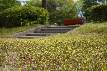 初夏の日差しとカラフルな草花