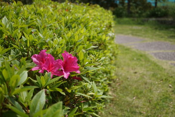 初夏の日差しとカラフルな草花