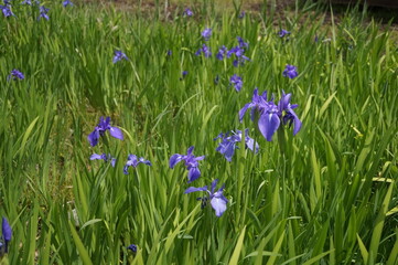 初夏の日差しとカラフルな草花
