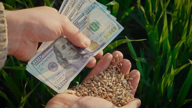 Grain of wheat and cash notes in hands of farmer under beautiful rays of sunset closeup. Businessman evaluates quality of harvested crops. Concept of work in agronomic farm for making business and